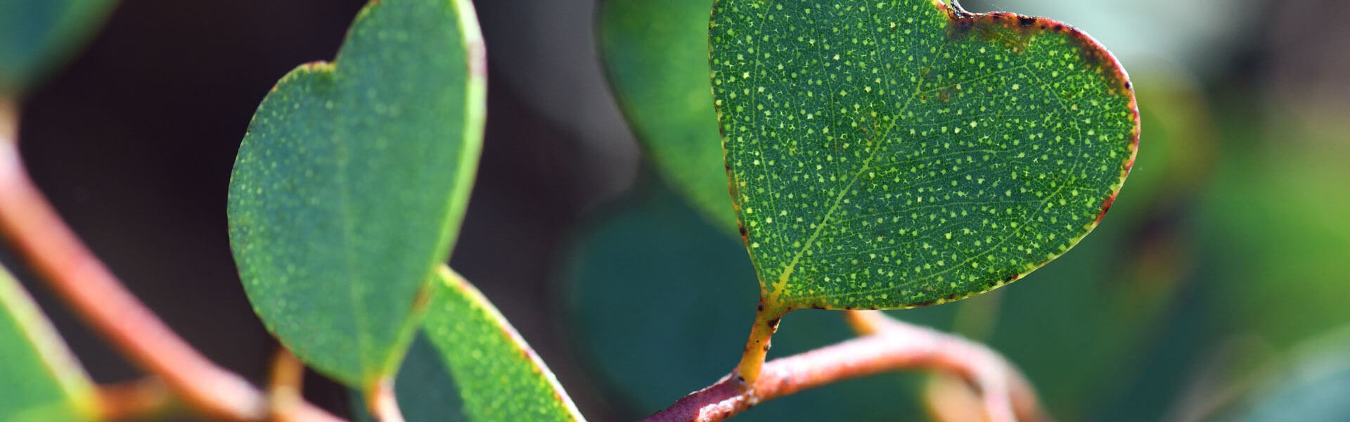 Healthcare teamwork placeholder